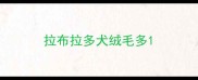 拉布拉多犬绒毛多
