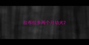 拉布拉多两个月幼犬
