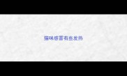 猫咪感冒有些发热