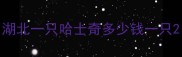 湖北一只哈士奇多少钱一只