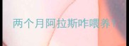 两个月阿拉斯咋喂养