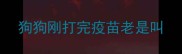 狗狗刚打完疫苗老是叫
