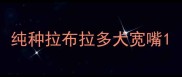 纯种拉布拉多犬宽嘴