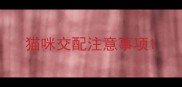 猫咪交配注意事项