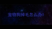 宠物狗掉毛怎么办
