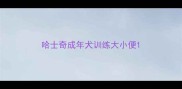 哈士奇成年犬训练大小便