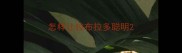 怎样让拉布拉多聪明