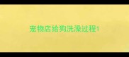 宠物店给狗洗澡过程