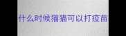 什么时候猫猫可以打疫苗