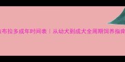 拉布拉多成年时间表从幼犬到成犬全周期饲养指南