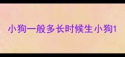 小狗一般多长时候生小狗