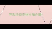 呼和浩特宠物市场在哪