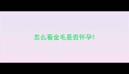 怎么看金毛是否怀孕