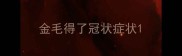 金毛得了冠状症状
