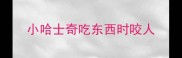 小哈士奇吃东西时咬人