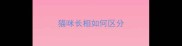 猫咪长相如何区分