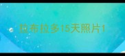拉布拉多15天照片