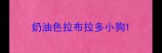 奶油色拉布拉多小狗