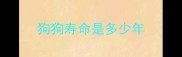 狗狗寿命是多少年