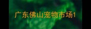 广东佛山宠物市场