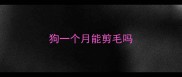 狗一个月能剪毛吗
