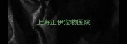 上海正伊宠物医院