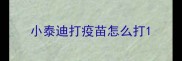 小泰迪打疫苗怎么打
