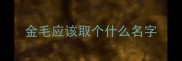 金毛应该取个什么名字
