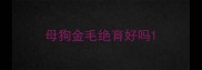 母狗金毛绝育好吗