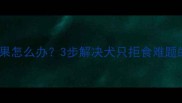 拉布拉多不吃苹果怎么办3步解决犬只拒食难题的权威喂养指南
