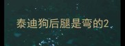 泰迪狗后腿是弯的