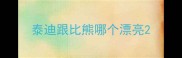 泰迪跟比熊哪个漂亮
