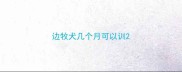 边牧犬几个月可以训