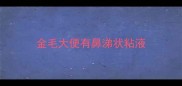 金毛大便有鼻涕状粘液