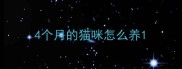 4个月的猫咪怎么养