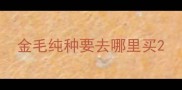 金毛纯种要去哪里买