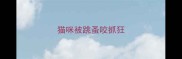 猫咪被跳蚤咬抓狂