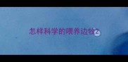 怎样科学的喂养边牧