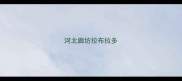 河北廊坊拉布拉多