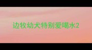 边牧幼犬特别爱喝水