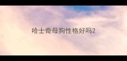 哈士奇母狗性格好吗