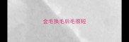 金毛换毛后毛很短