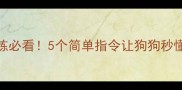 金毛训练必看5个简单指令让狗狗秒懂英语