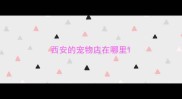 西安的宠物店在哪里