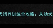 新手必看纯种拉布拉多犬饲养训练全攻略从幼犬到成犬的12个月成长指南