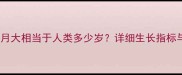 茶杯犬四个月大相当于人类多少岁详细生长指标与饲养指南