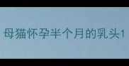 母猫怀孕半个月的乳头