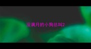 没满月的小狗总叫