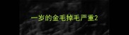 一岁的金毛掉毛严重