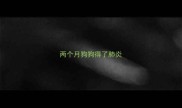 两个月狗狗得了肺炎